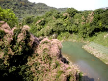 豐林渡船頭照片
