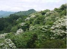 石碇油桐花開照片