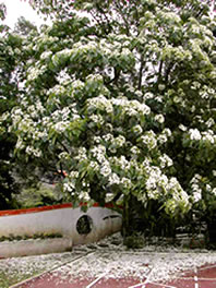 永定國小桐花照片