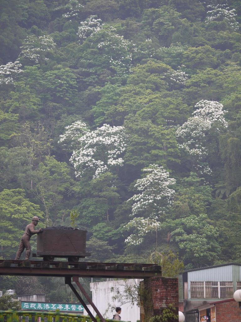 石碇老街桐花照片(共兩張)