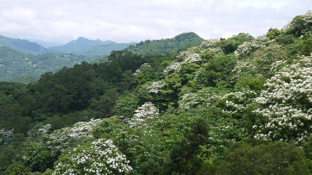 北宜公路26公里處桐花遠景照片