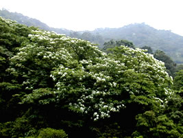 彭山桐花照片(共四張)