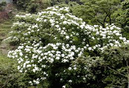 彭山桐花近照