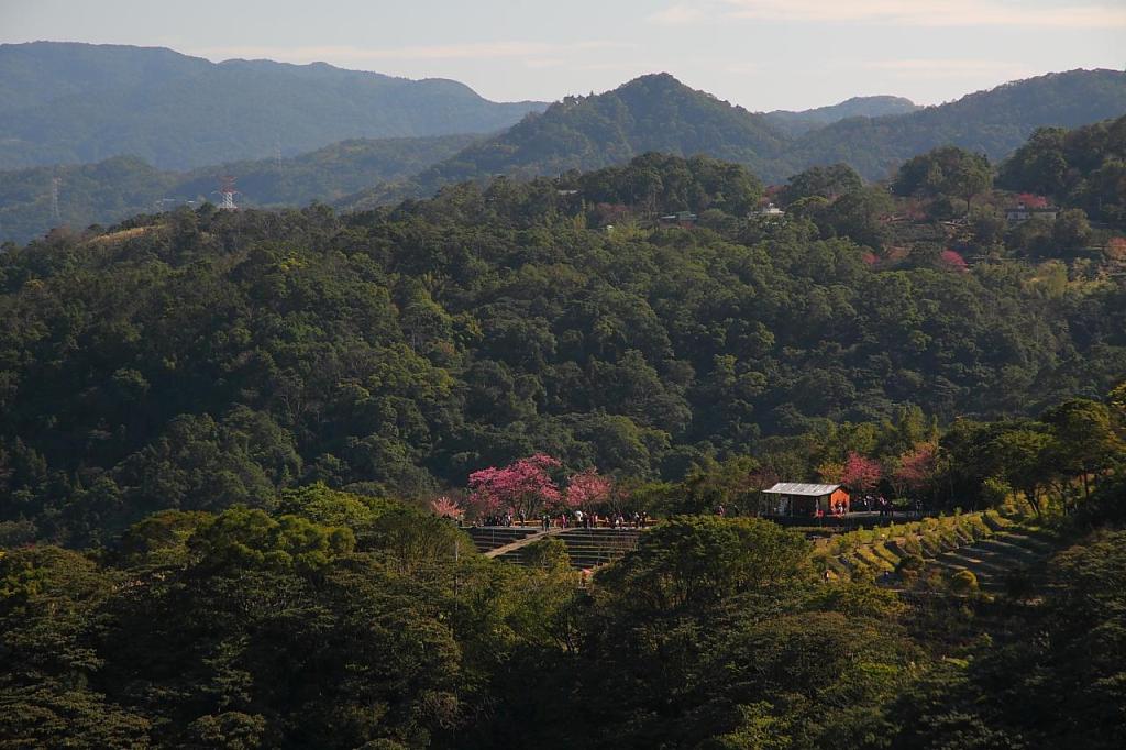 二格步道櫻花遠景照片