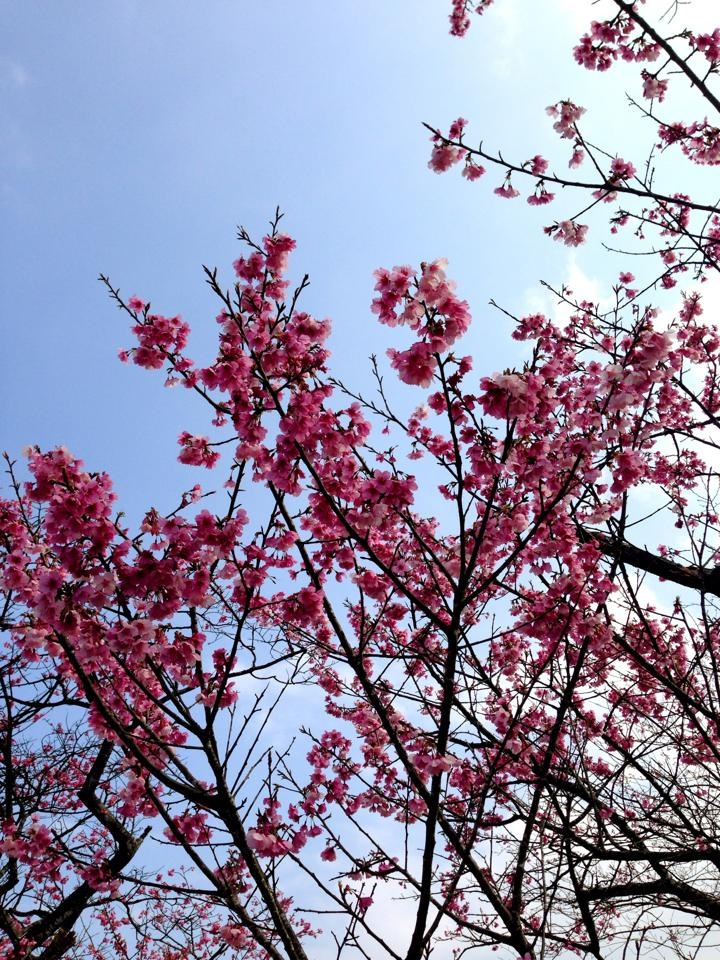 小格頭苗圃櫻花照片(共兩張)