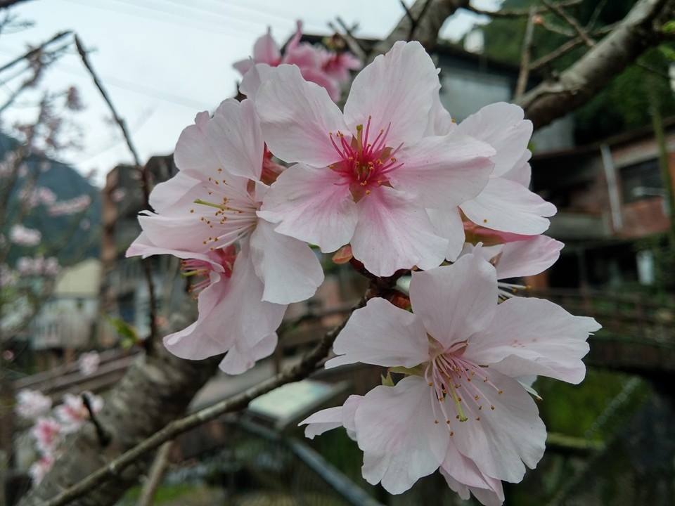 石碇老街櫻花特寫照片