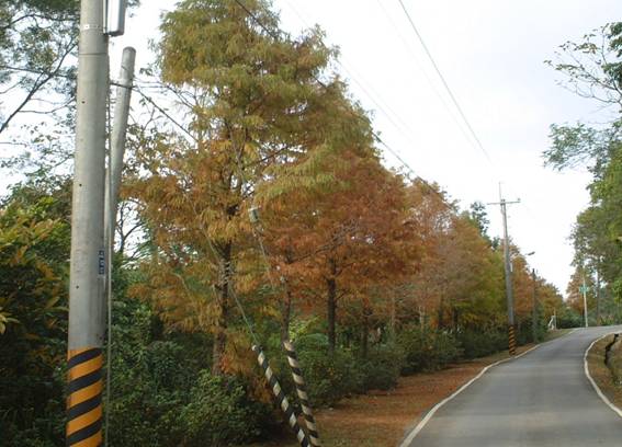 二格步道沿線照片 葉子都變成黃橙色了