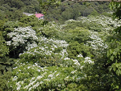 彭山村桐花圖一