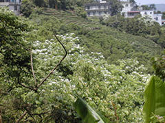 彭山村桐花圖二