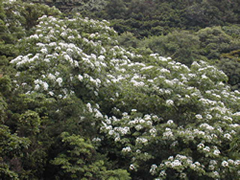 彭山村桐花圖二