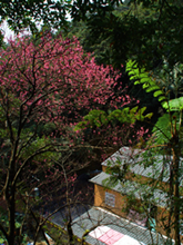 皇帝殿登山步道沿線風景照片(二)